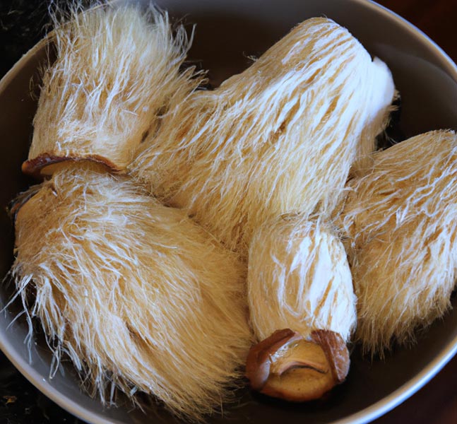 Foraging, Identifying, and Sourcing Lion's Mane Mushrooms for Tinctures