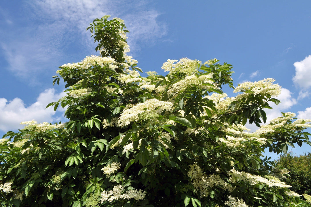 Homemade Elder Bark Tincture and Extract Recipe using Food Grade Ethanol