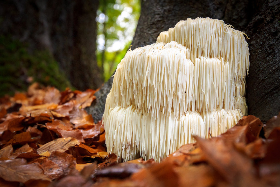 Homemade Lion's Mane Mushroom Tincture Recipe using Food Grade Ethanol