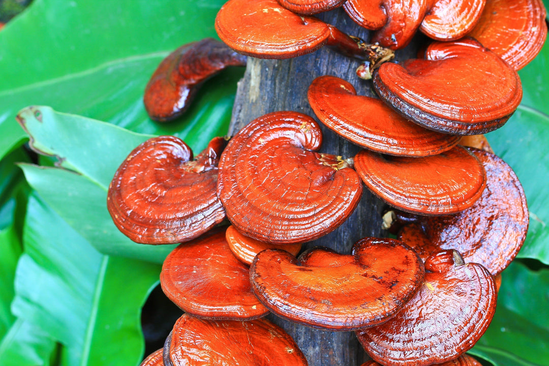 Homemade Reishi Mushroom Tincture Recipe using Food Grade Ethanol
