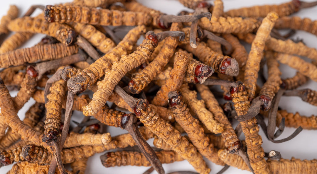 Homemade Cordyceps Mushroom Tincture Recipe Using Food Grade Ethanol