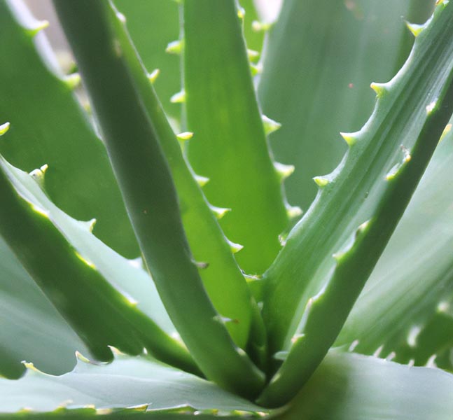 Aloe Vera Tincture Recipe Using 200 Proof Food Grade Ethanol