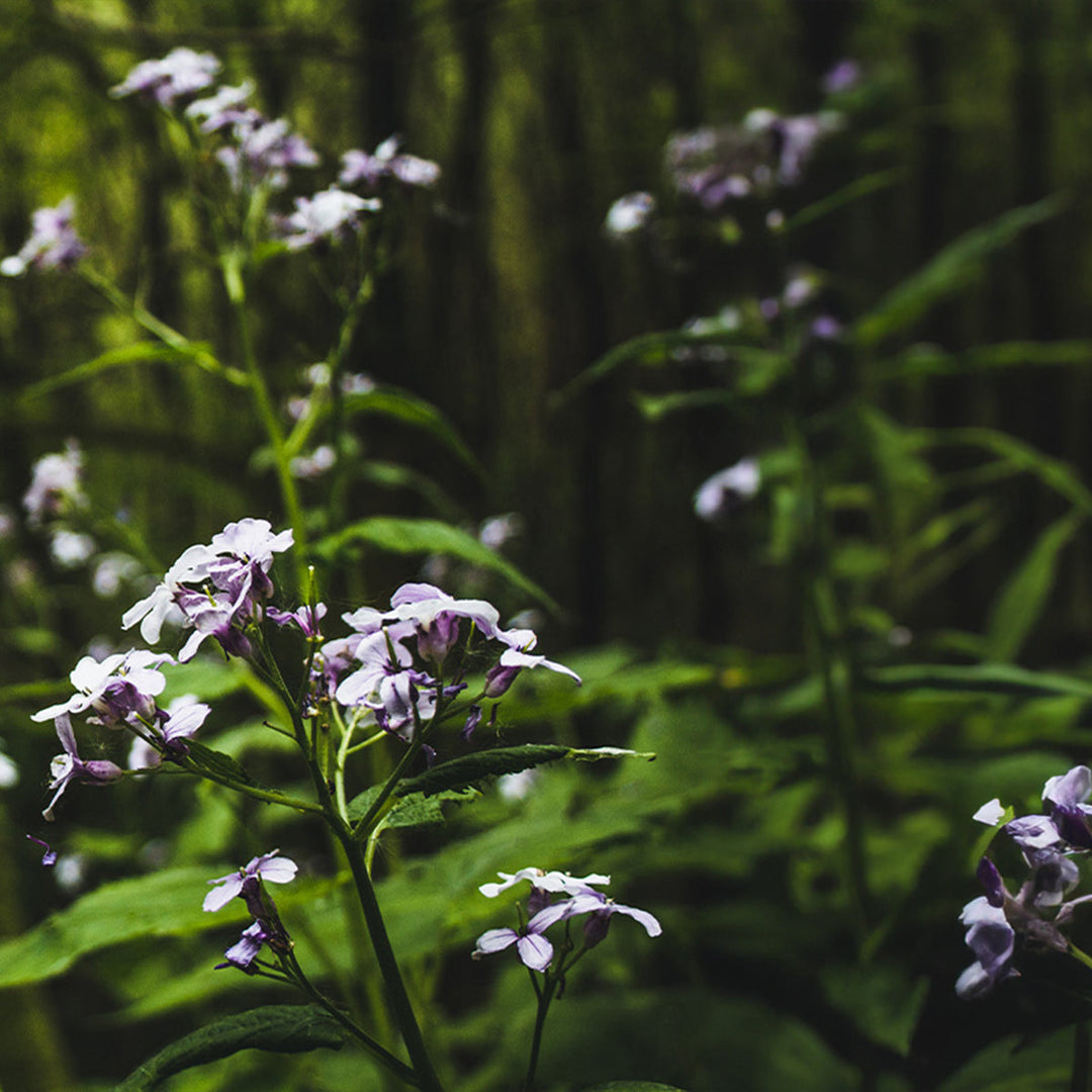 Homemade Mountain Mint Tincture and Extract Recipe using Food Grade Ethanol