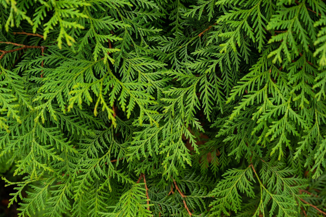 Homemade Cedar Bark Tincture and Extract Recipe