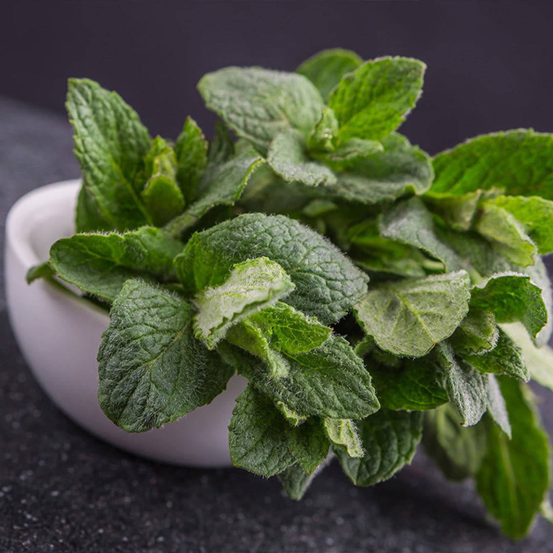 Homemade Common Mint Tincture and Extract Recipe using Food Grade Ethanol