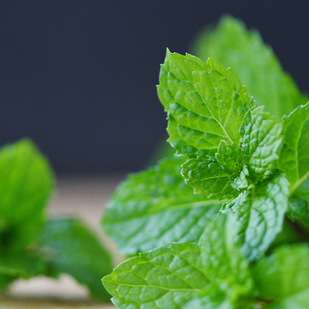 Homemade Peppermint Tincture and Extract Recipe using Food Grade Ethanol