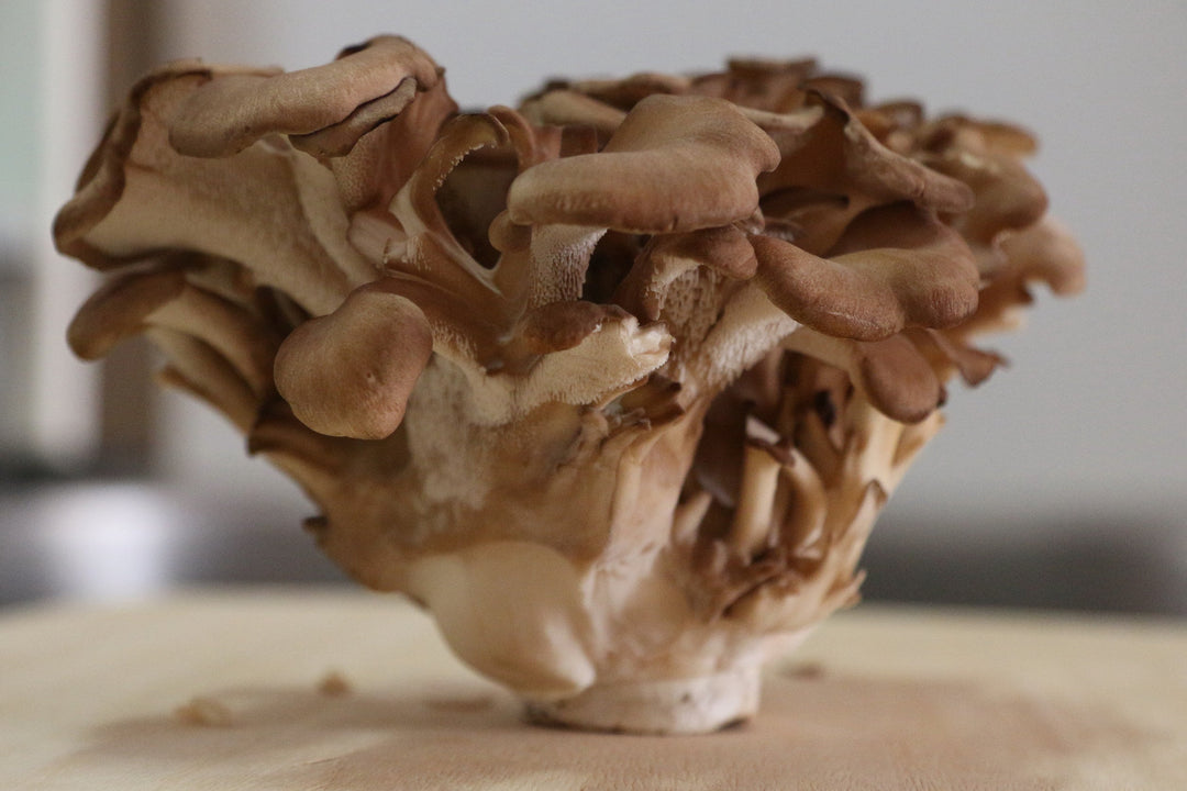 Homemade Maitake Mushroom Tincture Recipe Using Food Grade Ethanol