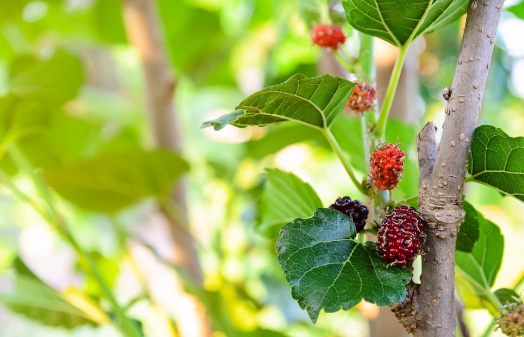 Homemade Mulberry Bark Tincture and Extract Recipe