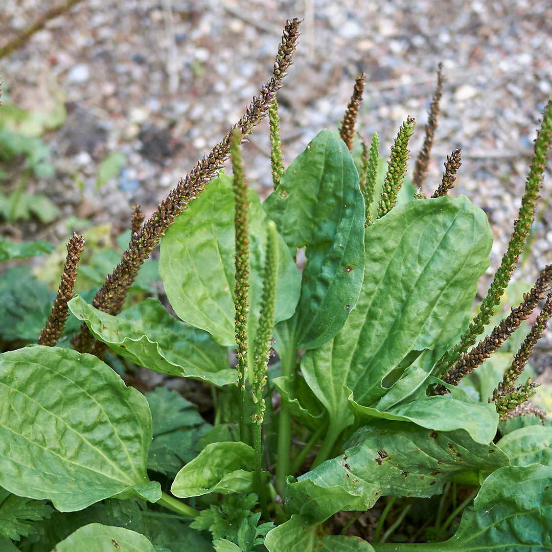 Homemade Plantain Tincture and Extract Recipe using Food Grade Ethanol