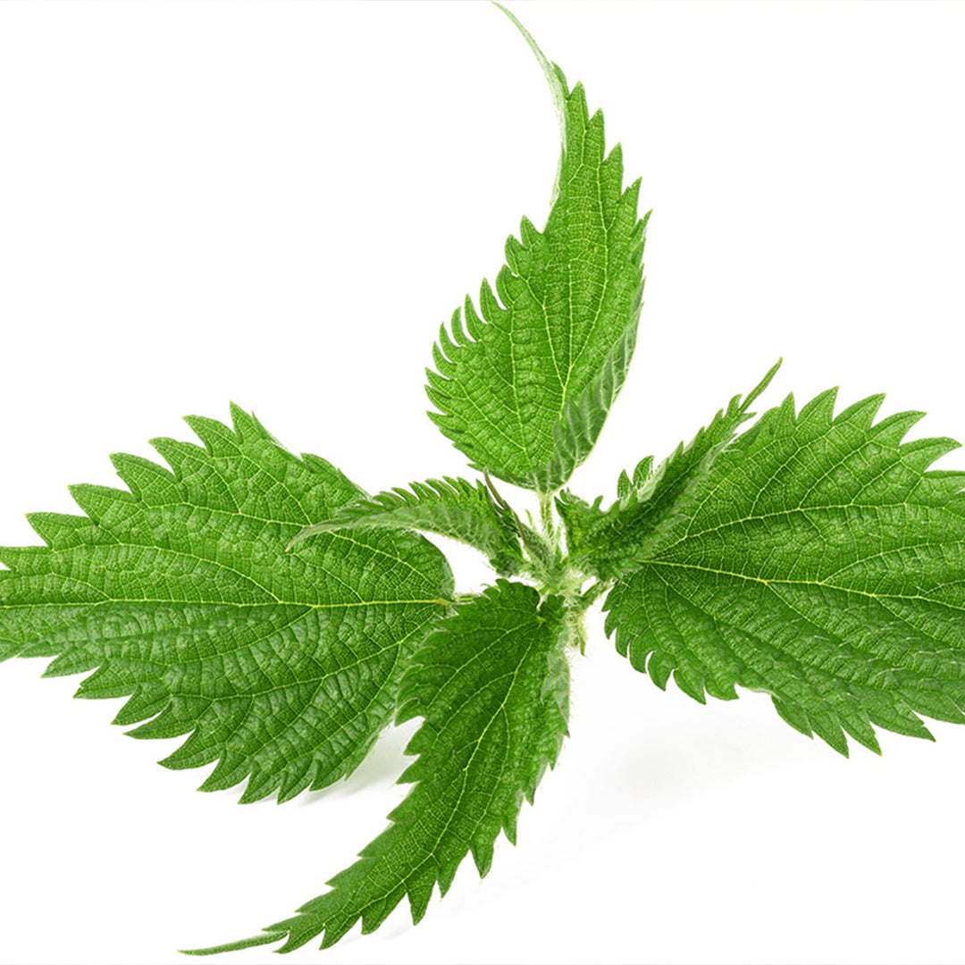 Homemade Nettle Tincture and Extract Recipe using Food Grade Ethanol