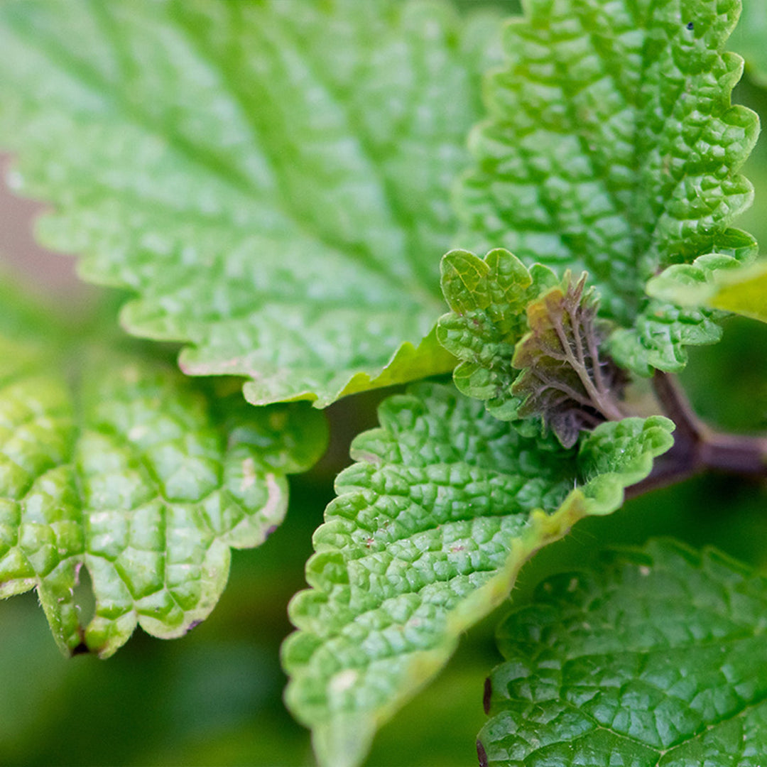 Homemade Lemon Balm Tincture and Extract Recipe using Food Grade Ethanol
