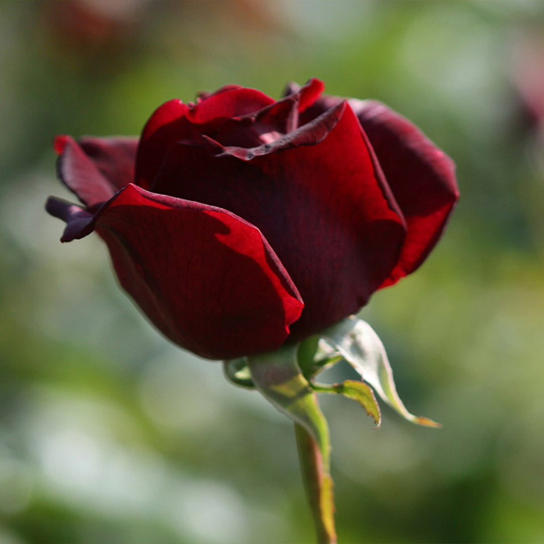 Homemade Rose Tincture and Extract Recipe using Food Grade Ethanol