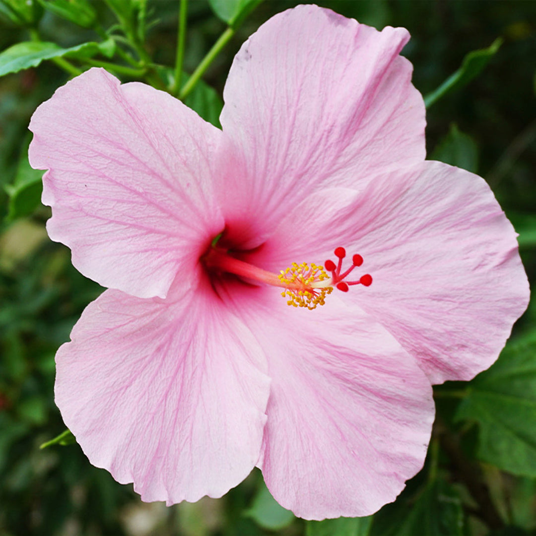 Homemade Hibiscus Tincture and Extract Recipe using Food Grade Ethanol