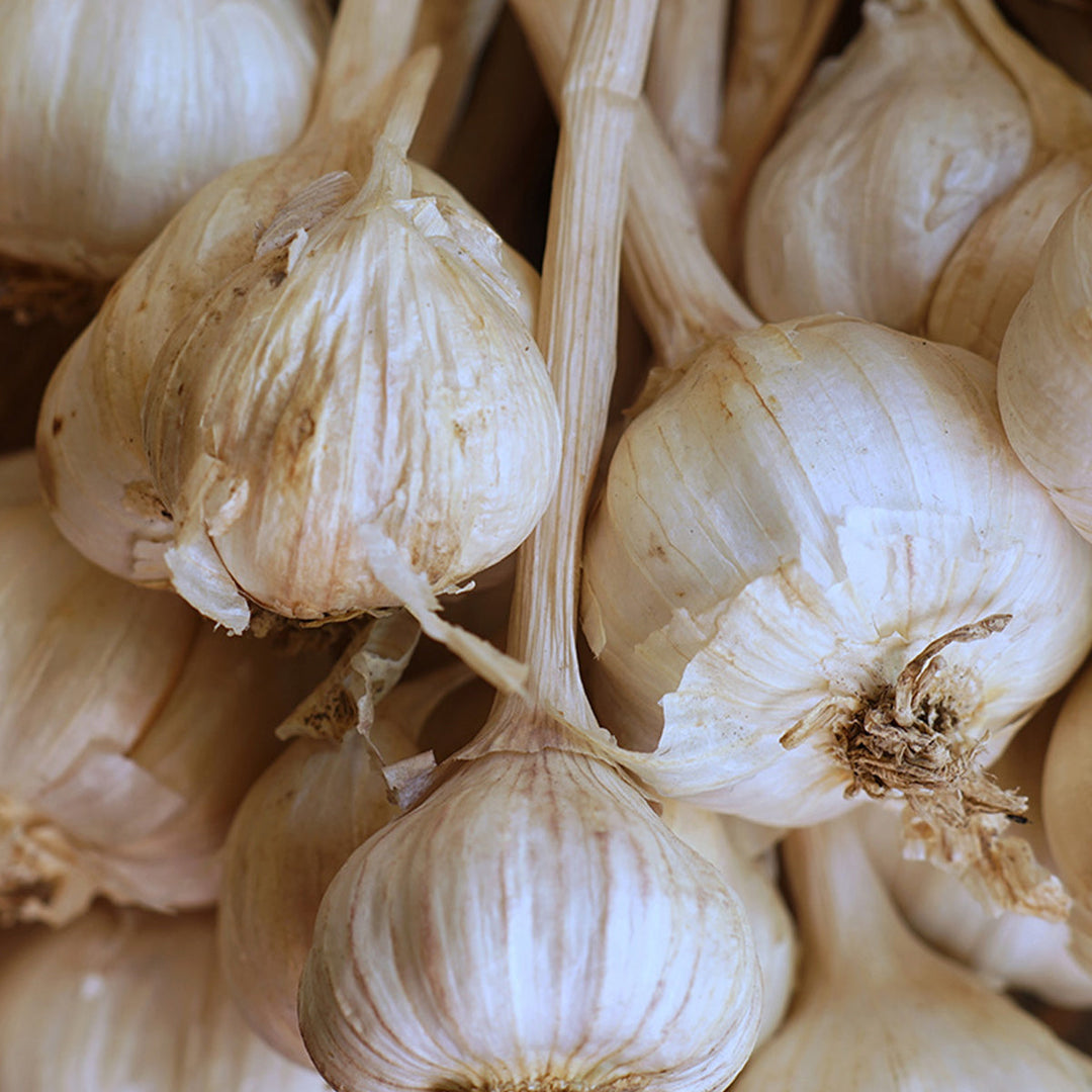 Homemade Garlic Tincture and Extract Recipe using Food Grade Ethanol