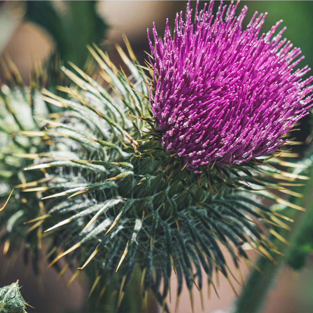 Homemade Burdock Tincture and Extract Recipe using Food Grade Ethanol
