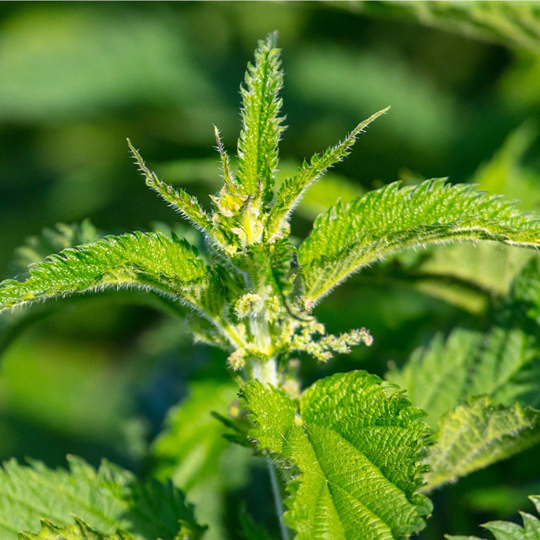 Homemade Catnip Tincture and Extract Recipe using Food Grade Ethanol