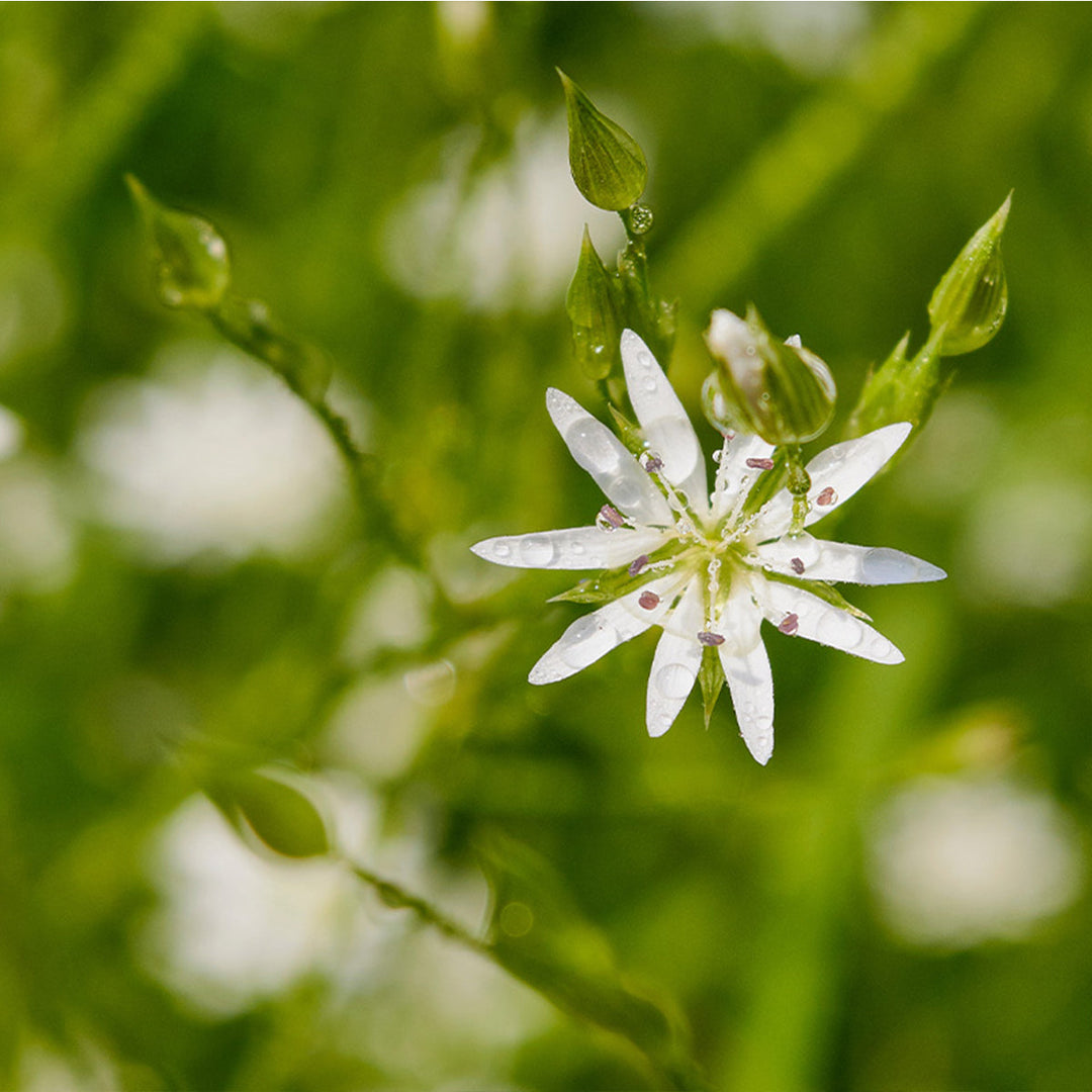 Homemade Chickweed Tincture and Extract Recipe using Food Grade Ethanol