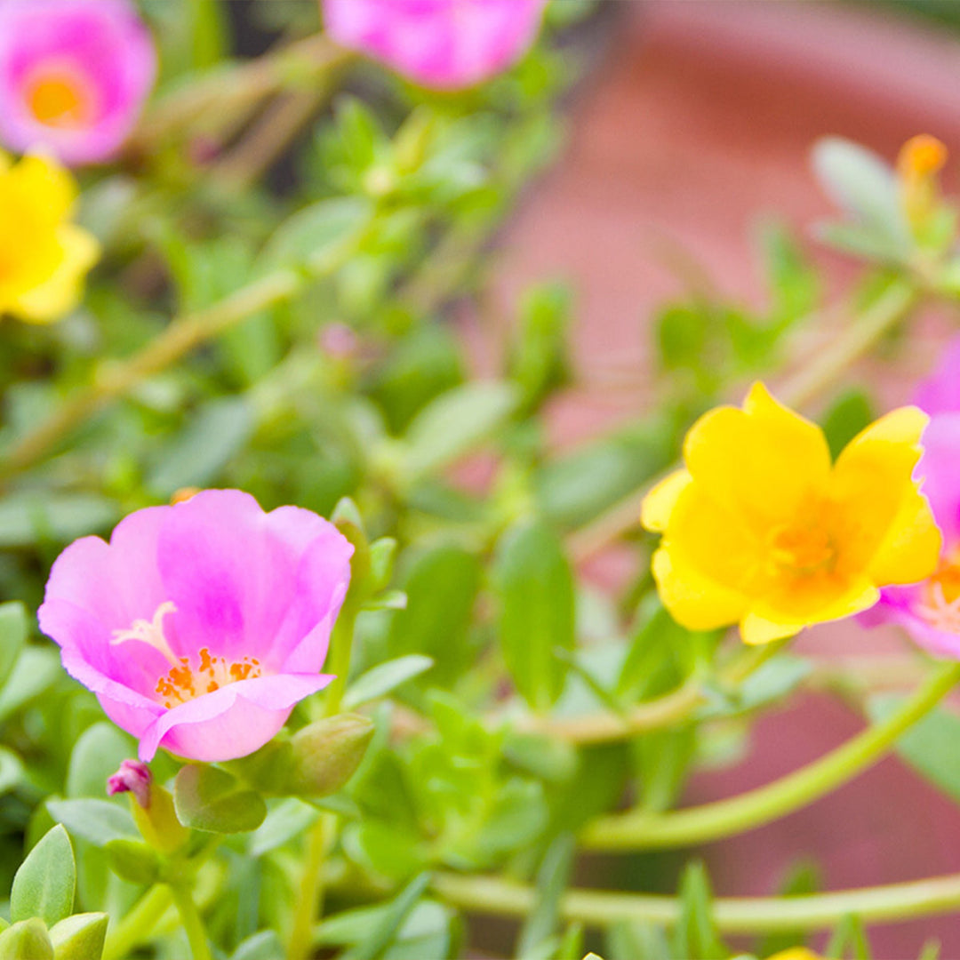 Homemade Purslane Tincture and Extract Recipe using Food Grade Ethanol