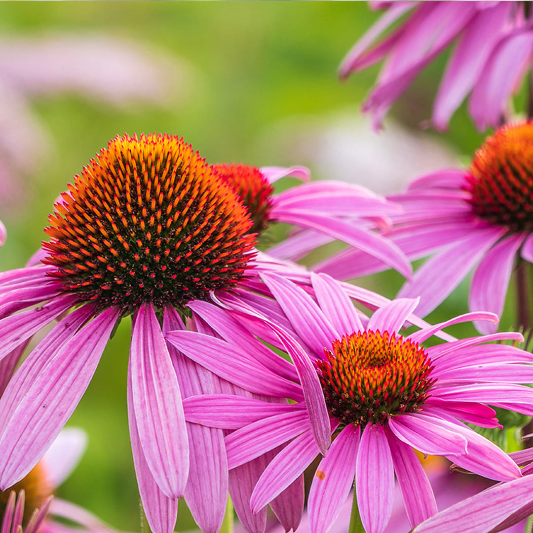 Homemade Echinacea Tincture and Extract Recipe using Food Grade Ethanol