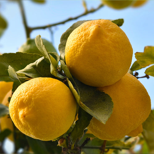 Homemade Meyer Lemon Extraction Recipe using 200 Proof Food Grade Ethanol