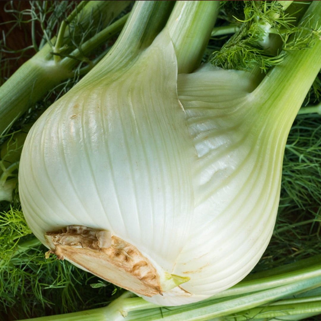 Homemade Fennel Tincture and Extract Recipe using Food Grade Ethanol