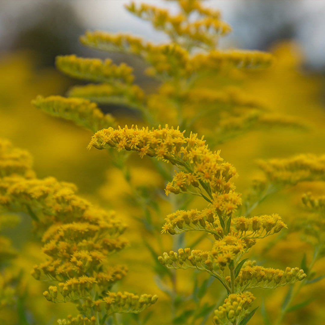 Homemade Goldenrod Tincture and Extract Recipe using Food Grade Ethanol