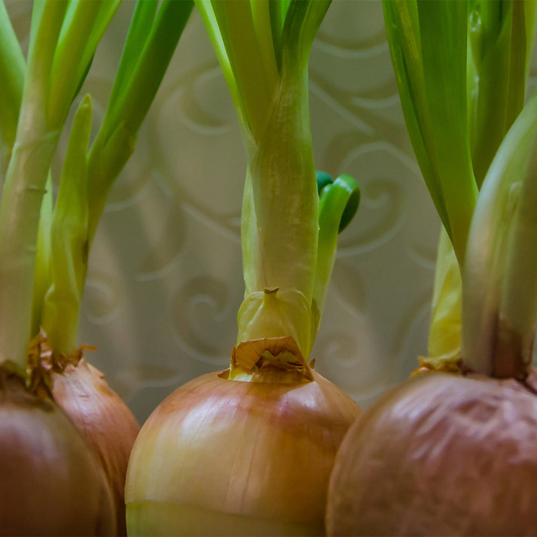 Homemade Onion Tincture and Extract Recipe using Food Grade Ethanol