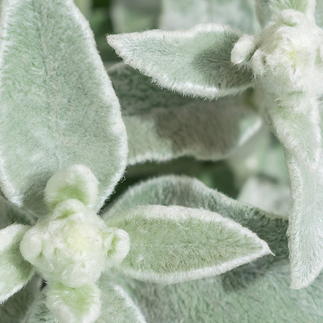 Homemade Lamb’s Ear Tincture and Extract Recipe using Food Grade Ethanol