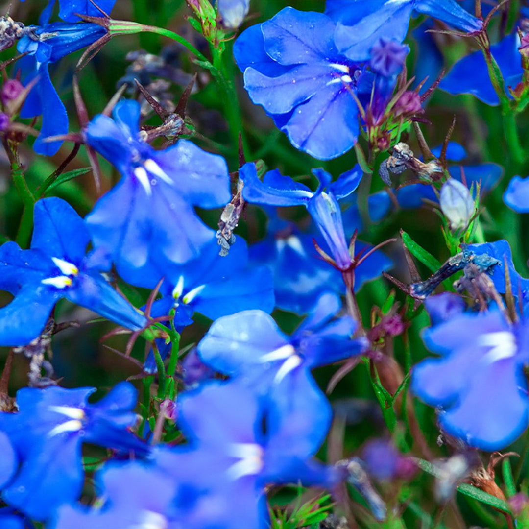 Homemade Lobelia Tincture and Extract Recipe using Food Grade Ethanol