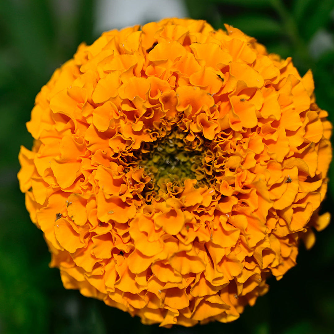 Homemade Marigold Tincture and Extract Recipe using Food Grade Ethanol