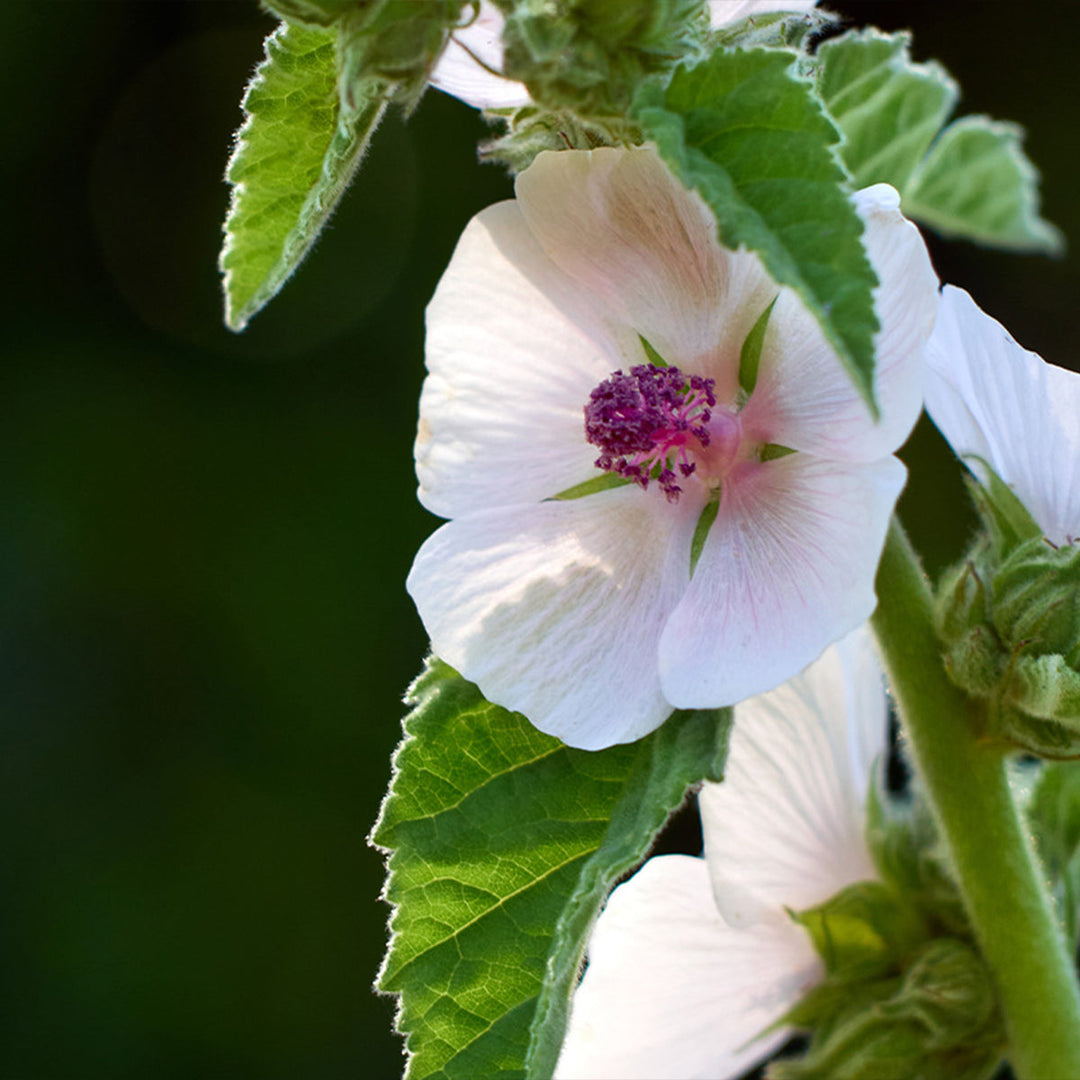 Homemade Marshmallow Root Tincture and Extract Recipe using Food Grade Ethanol