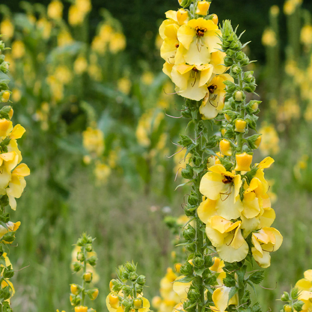 Homemade Mullein Tincture and Extract Recipe using Food Grade Ethanol