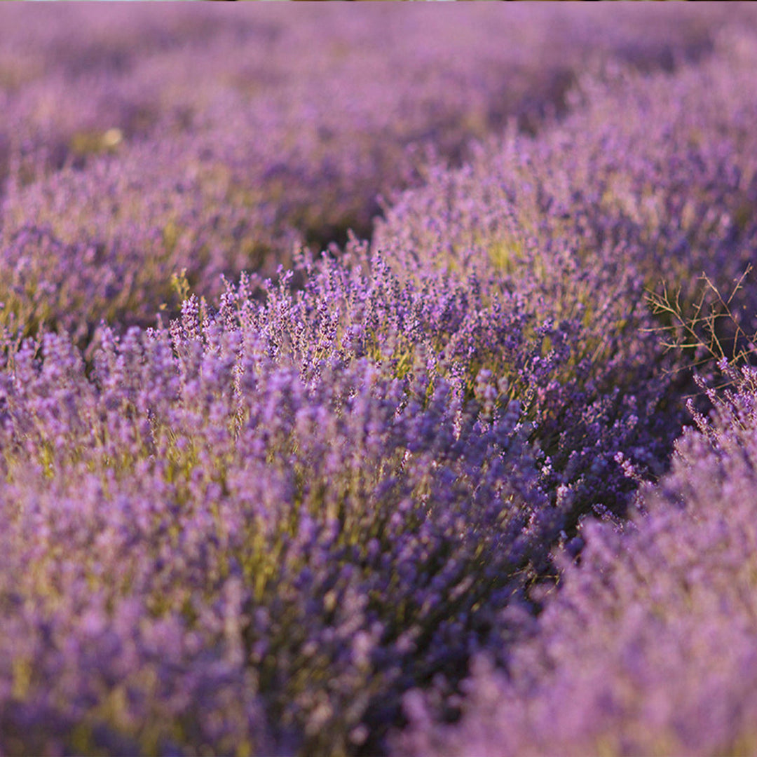 Homemade Lavender Tincture and Extract Recipe using Food Grade Ethanol
