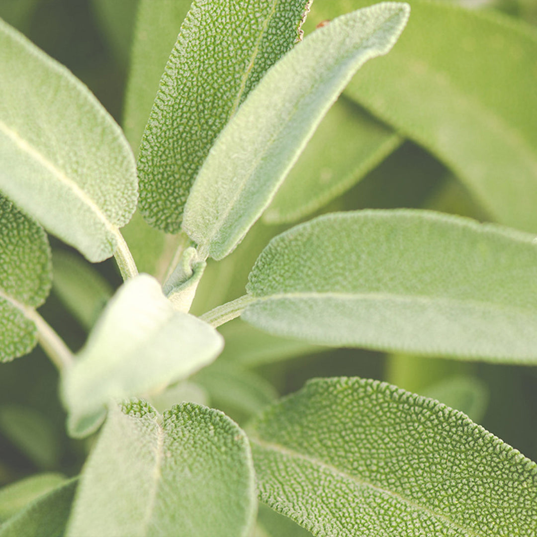 Homemade Sage Tincture and Extract Recipe using Food Grade Ethanol