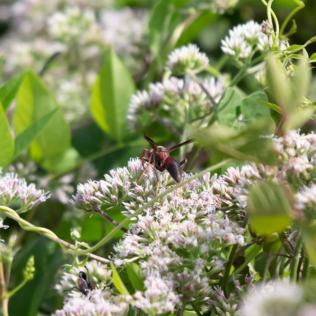 Homemade Boneset Tincture and Extract Recipe using Food Grade Ethanol