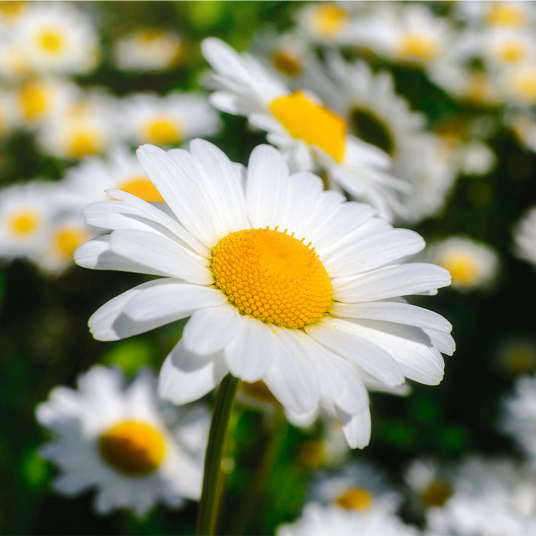 Homemade Chamomile Tincture and Extract Recipe using Food Grade Ethanol