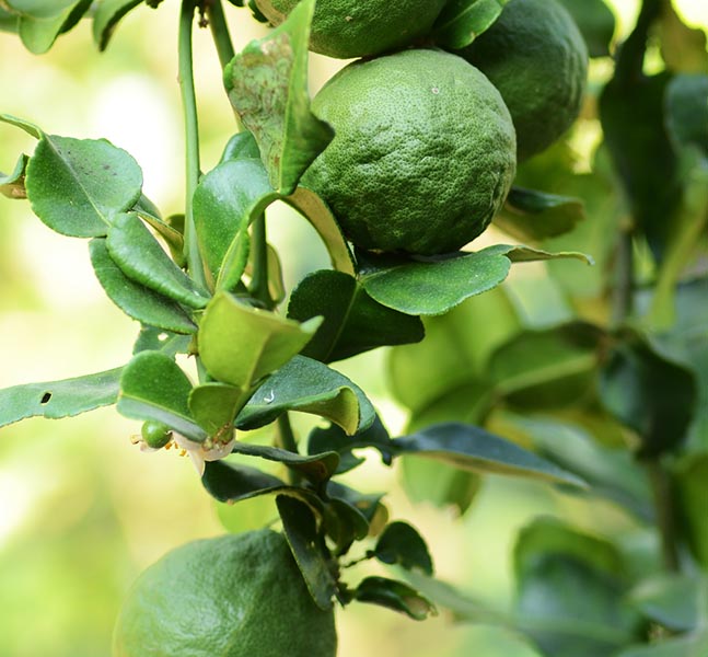 Mastering the Art of Kaffir Lime Extraction: A Culinary Journey to Southeast Asia