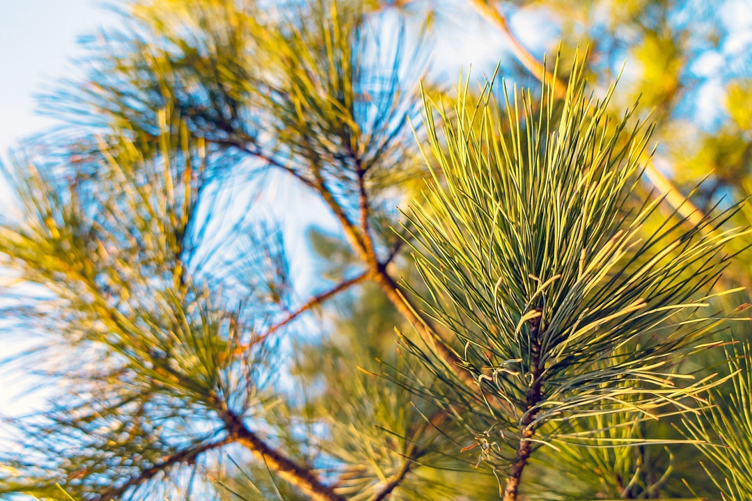 Homemade White Pine Tincture Recipe