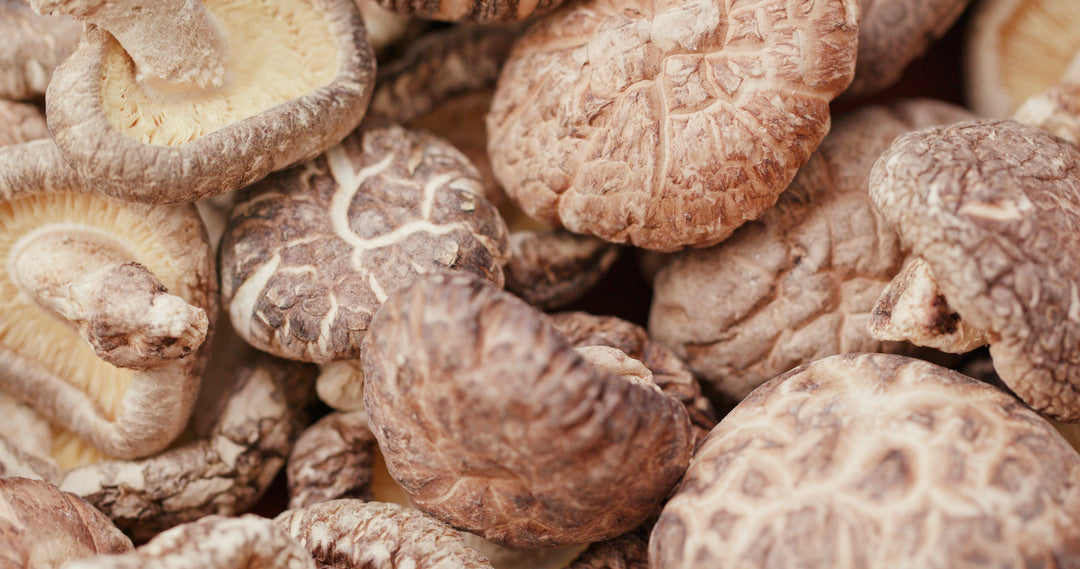 Homemade Shiitake Mushroom Tincture Recipe using Food Grade Ethanol