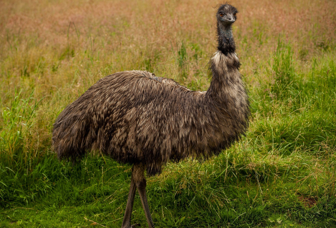 How to Work with Emu Oil and Food Grade Ethanol