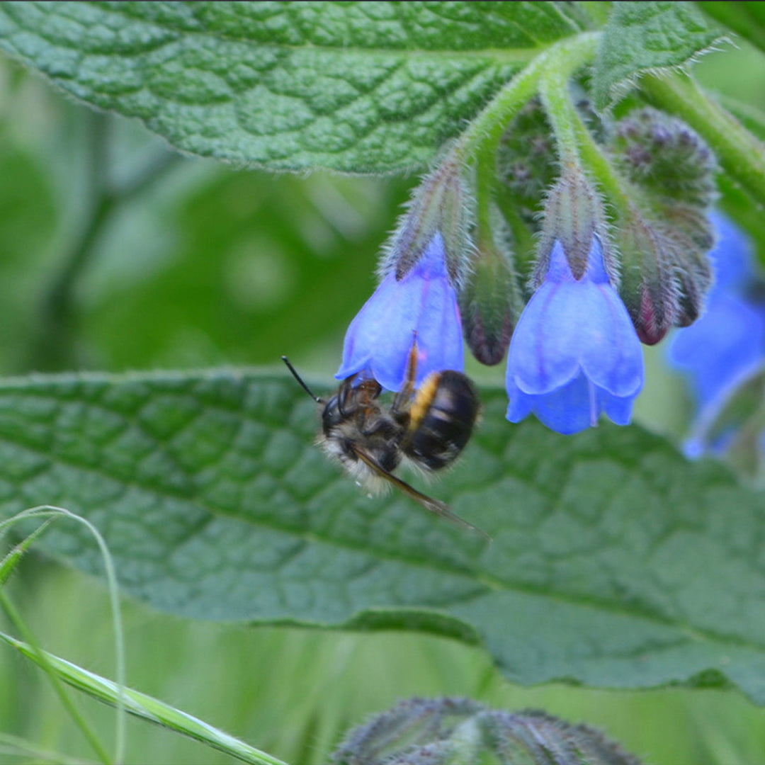 Homemade Comfrey Tincture and Extract Recipe using Food Grade Ethanol