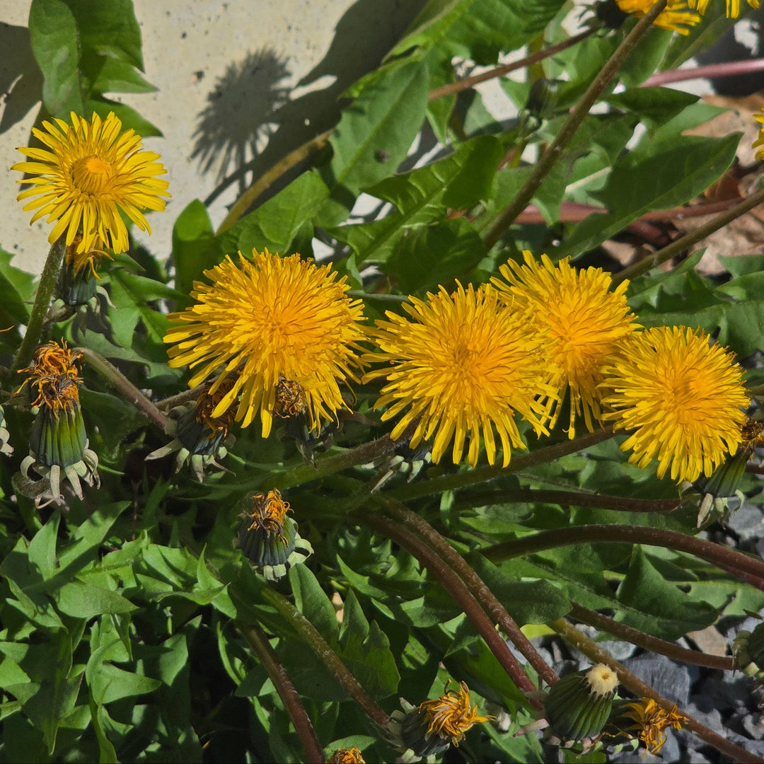 Homemade Dandelion Tincture and Extract Recipe using Food Grade Ethanol