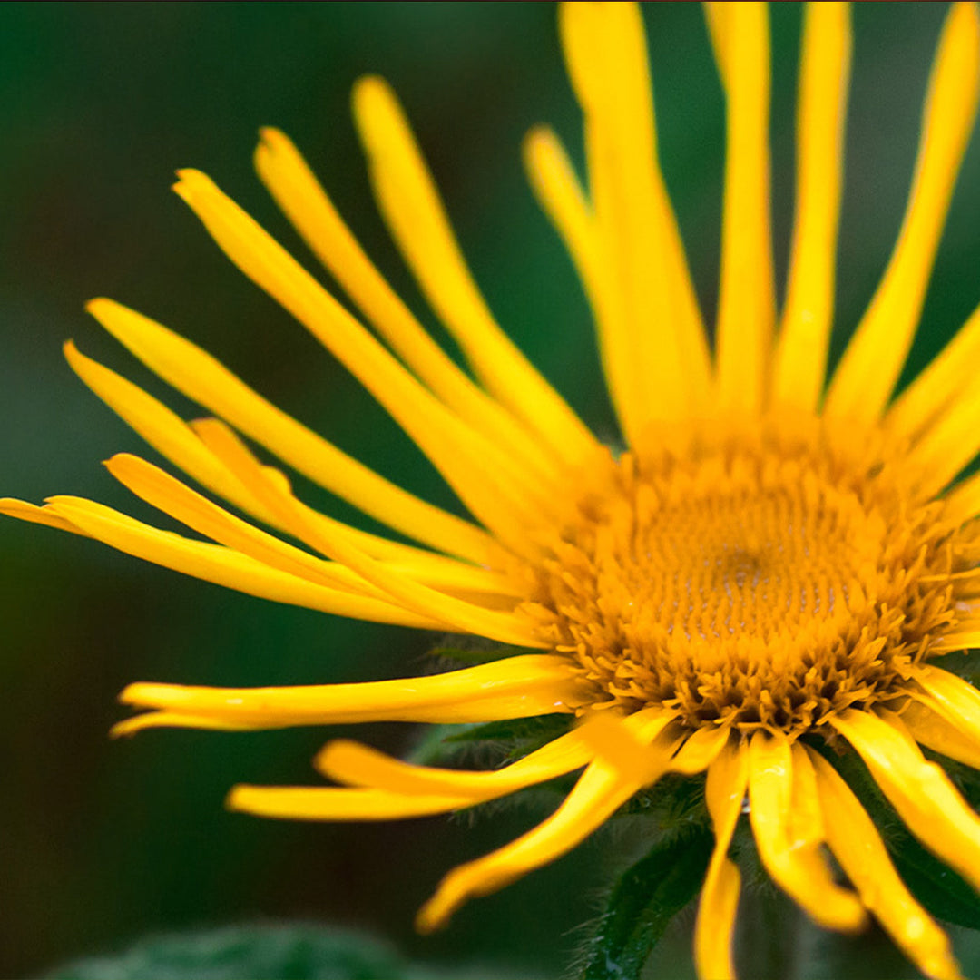 Homemade Elecampane Tincture and Extract Recipe using Food Grade Ethanol