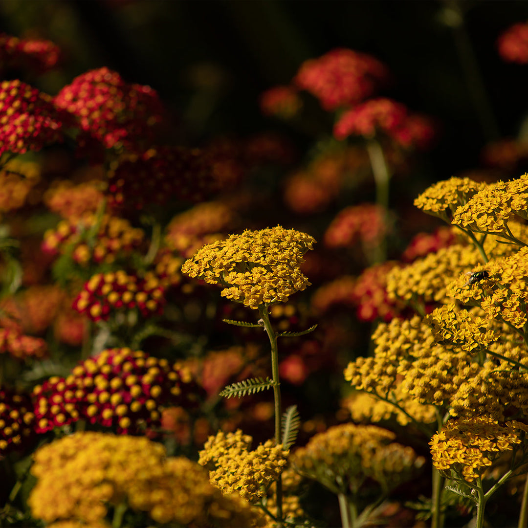 Homemade Yarrow Tincture and Extract Recipe using Food Grade Ethanol