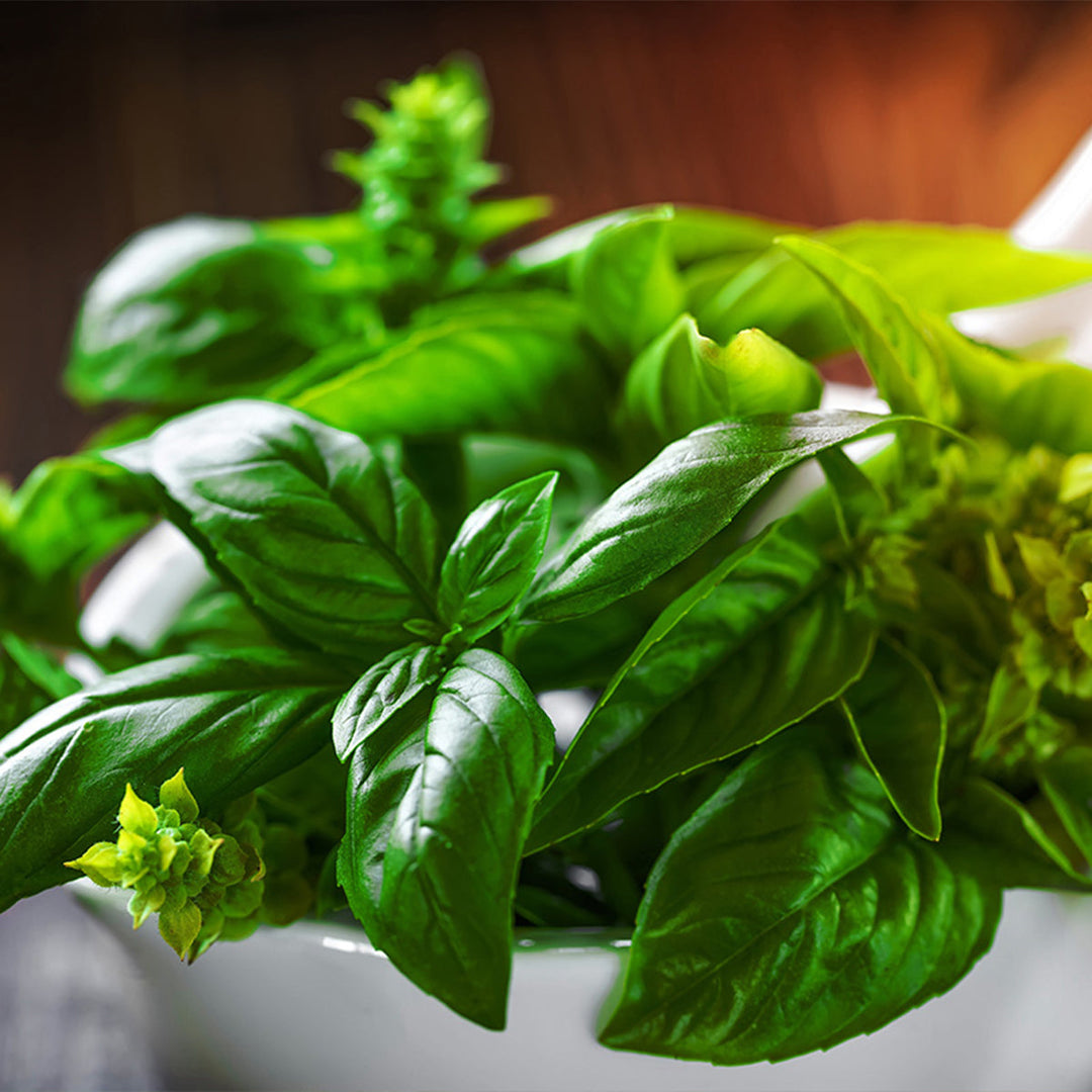Homemade Basil Tincture and Extract Recipe using Food Grade Ethanol