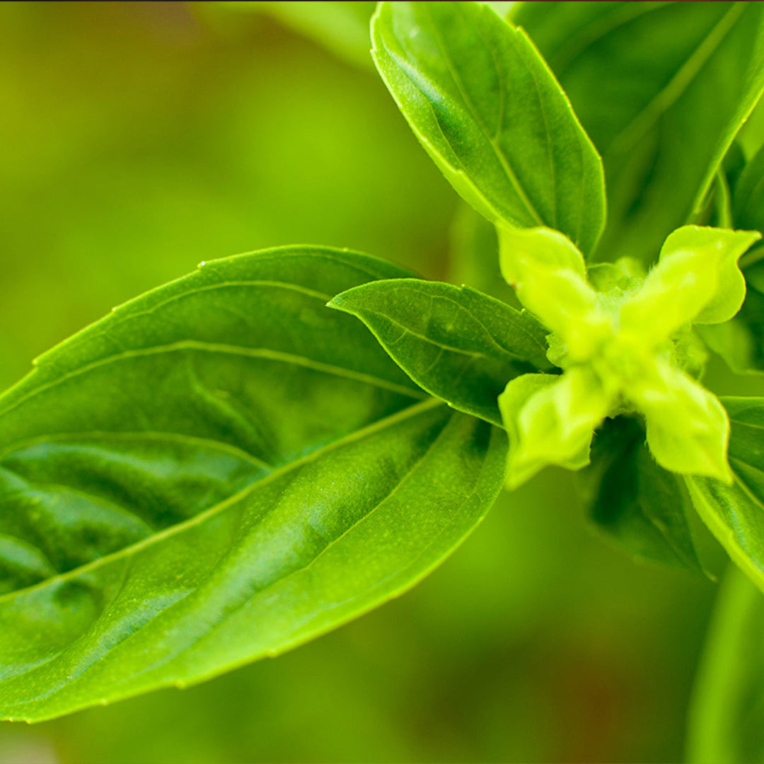 Homemade Holy Basil Tincture and Extract Recipe using Food Grade Ethanol