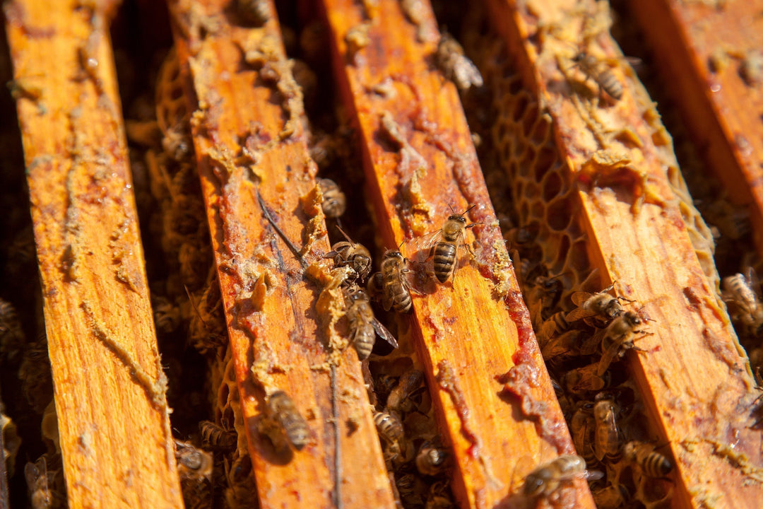 Homemade Propolis Extract Recipe using Food Grade Ethanol