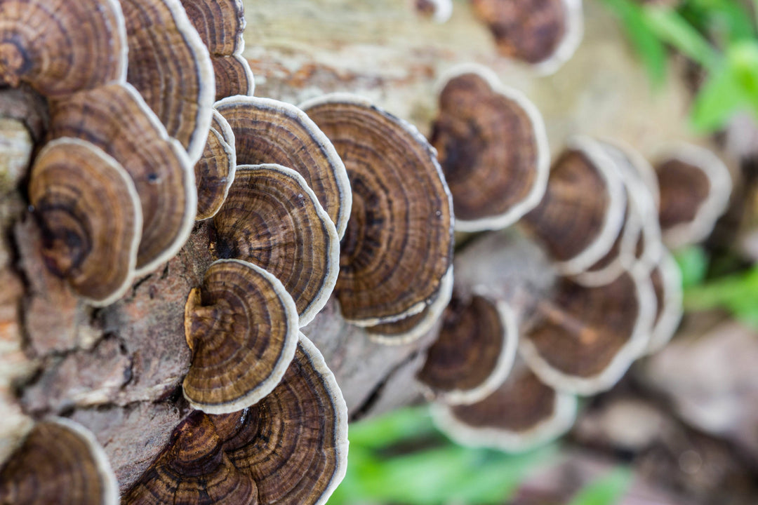 Homemade Turkey Tail Mushroom Tincture Recipe using Food Grade Ethanol