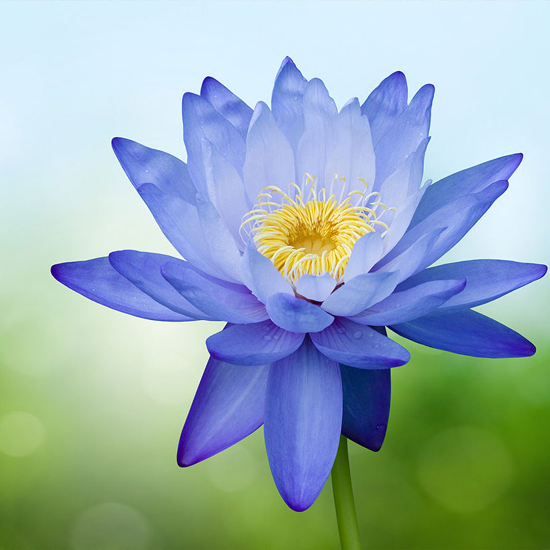 Homemade Blue Lotus Tincture and Extract Recipe