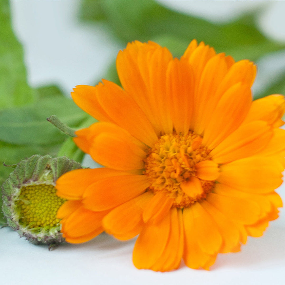 Homemade Calendula Tincture and Extract Recipe using Food Grade Ethanol